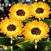 Solar Lights Outdoor Garden Decor, 3 Pack Realistic Sunflower Solar Lights